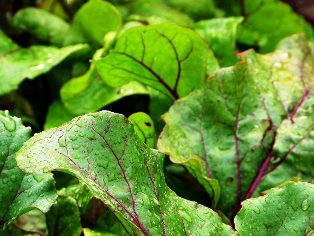 biotin chard leafy